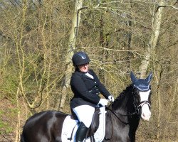 dressage horse Castle Troy (Tinker / Irish Cob / Gypsy Vanner, 2015)