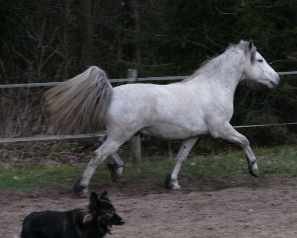 Pferd Thiergartenhof's Gil'Galad (Connemara-Pony, 2006, von Glaskopf Golden Swaine) Pferd Thiergartenhof's Gil'Galad (Connemara-Pony, 2006, von Glaskopf Golden Swaine)