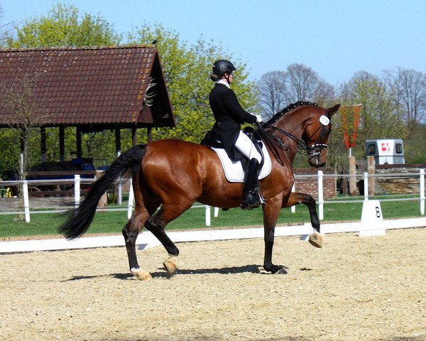 dressage horse Royal Flash 87 (Westphalian, 2003, from Bmc Roman Nature)