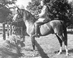 stallion The Chief ox (Arabian purebred, 1943, from Riffal 1936 ox)