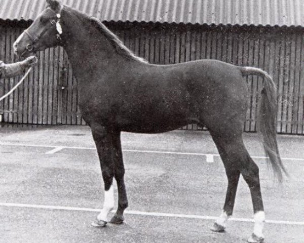 Plemeník Conquistador (Nizozemský jezdecký kůň a pony, 1972, od Hamad ox)