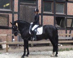 Pferd Furioso 59 (unbekannt, 1994)