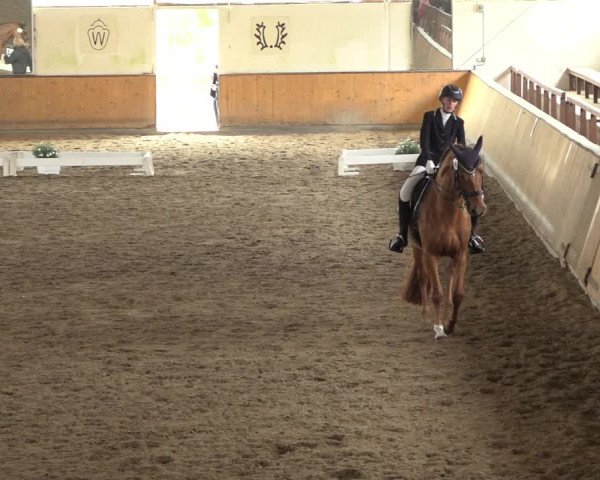 Reitturnier Hildesheim-Steuerwald 2022