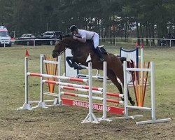 jumper Louis Vuitton 29 (Oldenburg show jumper, 2013, from Lindstroem)