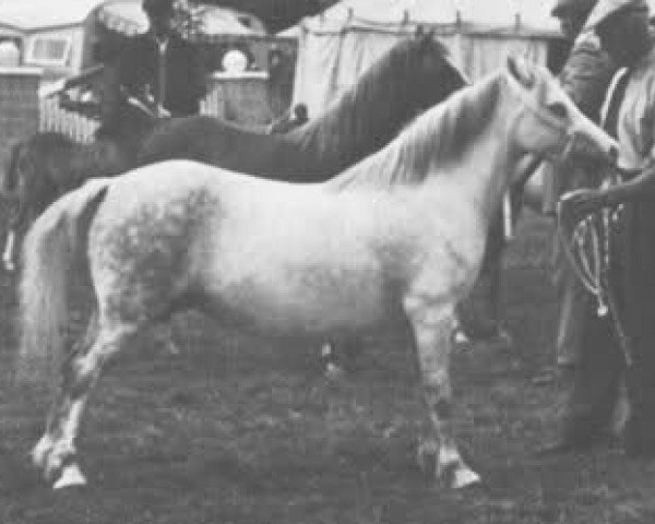 Zuchtstute Revel Choice (Welsh Mountain Pony (Sek.A), 1949, von Vardra Sunstar)