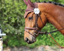 jumper Calimero 557 (Bavarian, 2007, from Cantando)