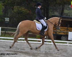 broodmare Day of La Divinia (German Riding Pony, 2005, from Deinhard B)