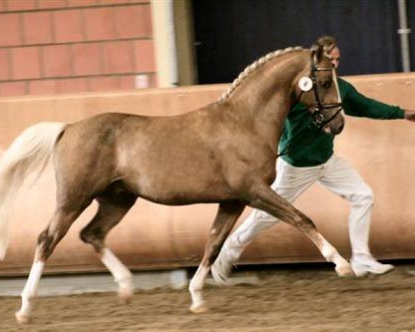 Deckhengst Don Carino du Bois (Nederlands Rijpaarden en Pony, 2004, von Deinhard B)
