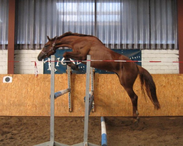 dressage horse Royal Destiny 4 (Hanoverian, 2007, from Royal Blend)
