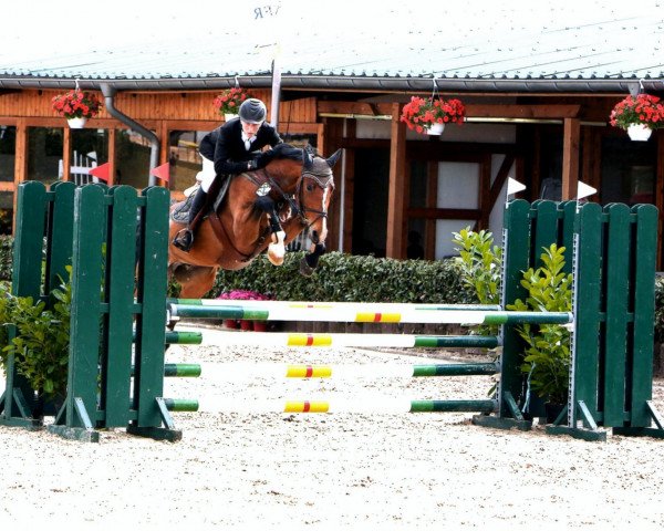 Springpferd Lady Lancer 7 (Westfale, 2007, von Lord Lancer) Springpferd Lady Lancer 7 (Westfale, 2007, von Lord Lancer)
