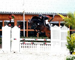 Zuchtstute Quitte (Westfale, 2007, von Quinta Real)