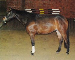 jumper Robin Hood S (Westphalian, 2008, from Rock Forever NRW)