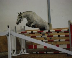 jumper Curley Sue 50 (Westphalian, 2008, from Casiro I)