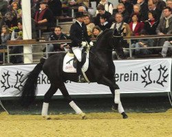stallion Delikat 20 (Trakehner, 2006, from Herzfunke)