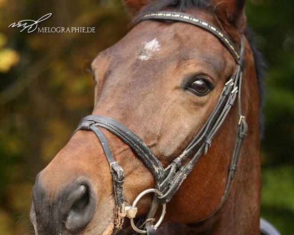 broodmare Sandrien (Rhinelander, 2002, from Show Star)