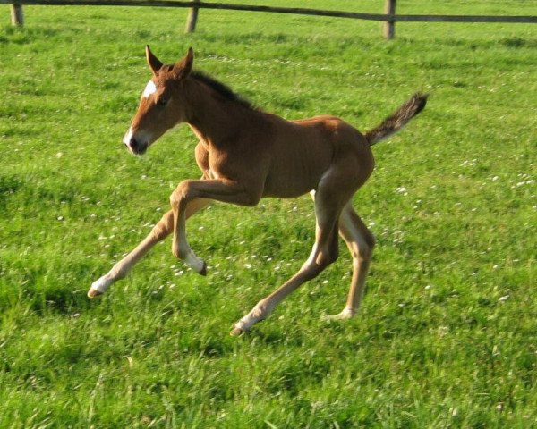 Pferd Stanielle (Hannoveraner, 2013, von Stanley)