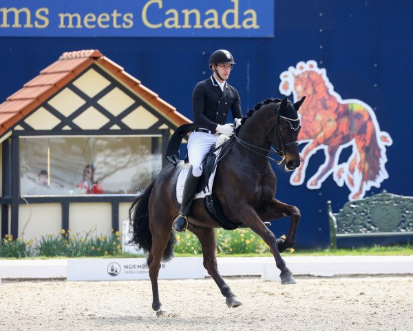 dressage horse Late Twenty Eight (Hanoverian, 2013, from Lemony's Nicket)