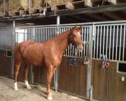 dressage horse Walentino 75 (Hanoverian, 2006, from Wolkenstein II)