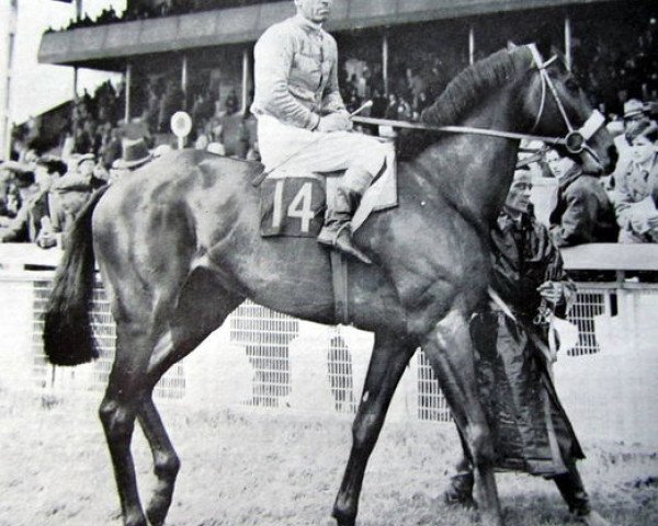 stallion Hard Ridden xx (Thoroughbred, 1955, from Hard Sauce xx)