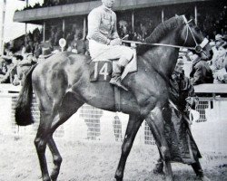 stallion Hard Ridden xx (Thoroughbred, 1955, from Hard Sauce xx)