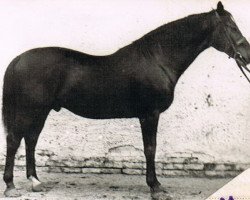 stallion Traum (Trakehner, 1939, from Tyrann)