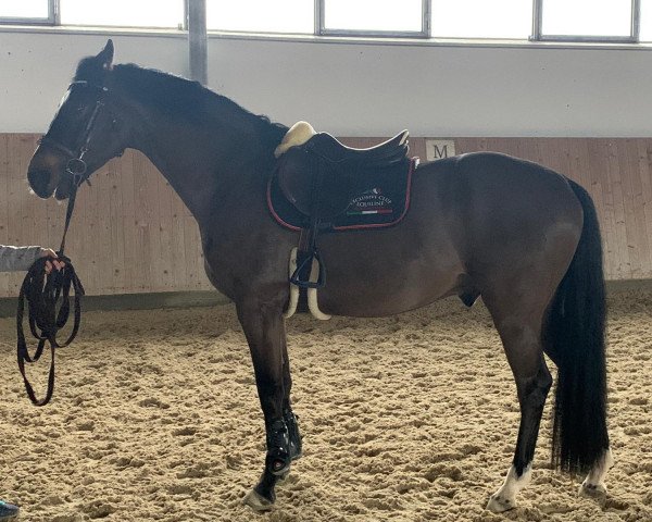 Pferd Skyfall Bond Star FSH (Belgisches Warmblut, 2018, von Hotspot)