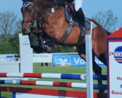 jumper Ludo 29 (Hanoverian, 2008, from Lafontaine)