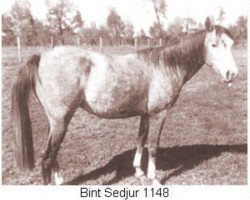 broodmare Bint Sedjur 1935 ox (Arabian purebred, 1935, from Ribal 1920 ox)