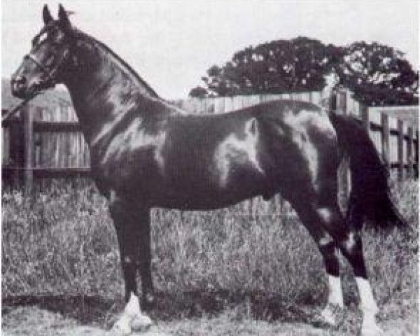 stallion Shareer 1923 ox (Arabian purebred, 1923, from Nureddin II 1911 ox)
