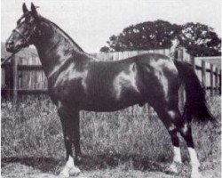 stallion Shareer 1923 ox (Arabian purebred, 1923, from Nureddin II 1911 ox)