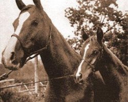 broodmare Rasmina 1928 ox (Arabian purebred, 1928, from Shareer 1923 ox)