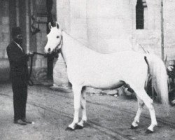 broodmare Aziza 1926 RAS (Arabian purebred, 1926, from Gamil Manial 1912 RAS)
