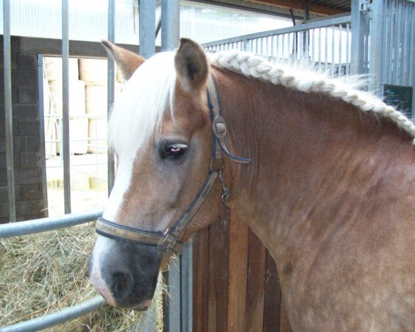 broodmare Minou 79 (Haflinger, 1995, from Mithras)