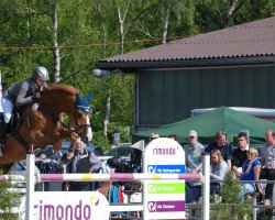 jumper Chaplin 81 (Zangersheide riding horse, 2004, from Carlo Z)