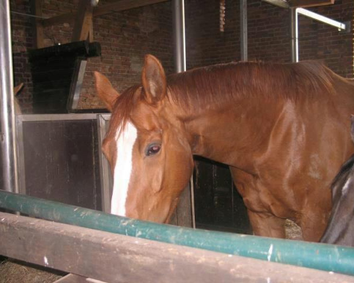 horse Franky-Boy 4 (Westphalian, 1998, from Faveur)