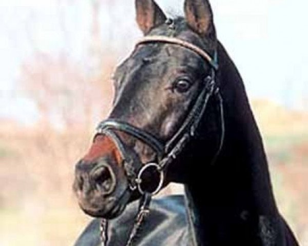 Deckhengst Faberger xx (Englisches Vollblut, 1996, von Dashing Blade xx)