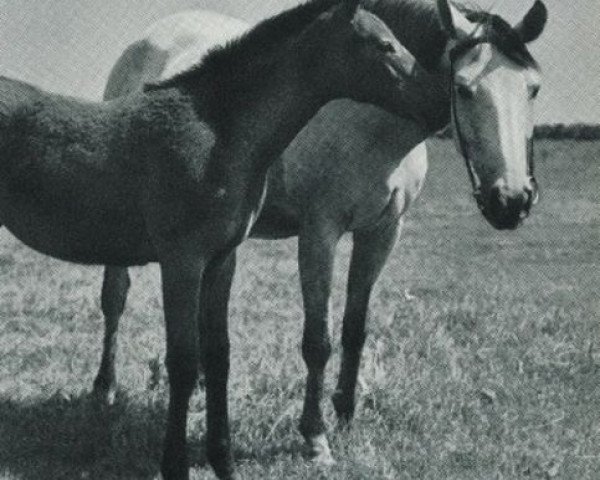 Zuchtstute Rosshalde (Trakehner, 1953, von Famulus)