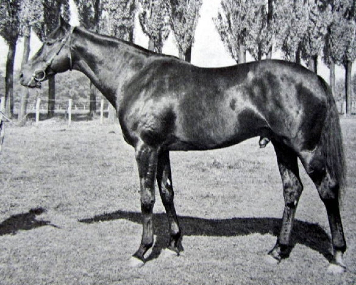 stallion Molvedo xx (Thoroughbred, 1958, from Ribot xx)