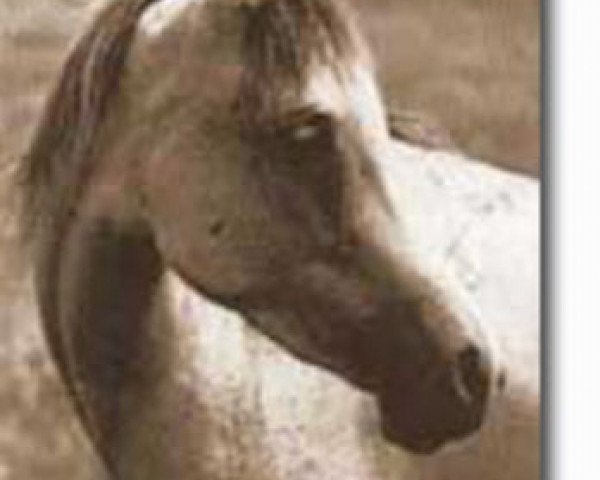 Zuchtstute Uyaima ox (Vollblutaraber, 1956, von Barquillo ox) Zuchtstute Uyaima ox (Vollblutaraber, 1956, von Barquillo ox)