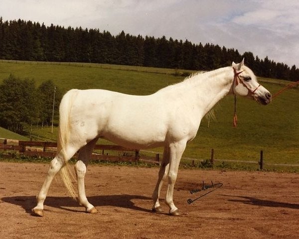 broodmare Estopa 1965 ox (Arabian purebred, 1965, from Tabal ox)