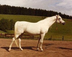 broodmare Estopa 1965 ox (Arabian purebred, 1965, from Tabal ox)