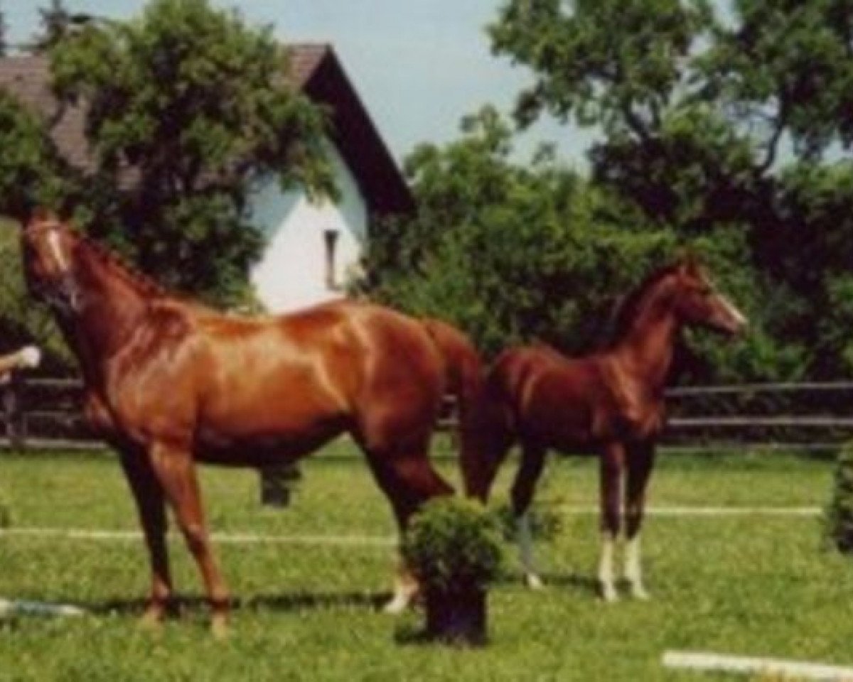broodmare Lugowen (Trakehner, 1993, from Inster Graditz)