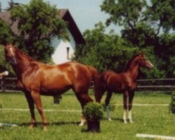 broodmare Lugowen (Trakehner, 1993, from Inster Graditz)