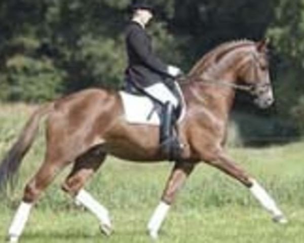 stallion Lowelas (Trakehner, 2001, from Hockey 41)