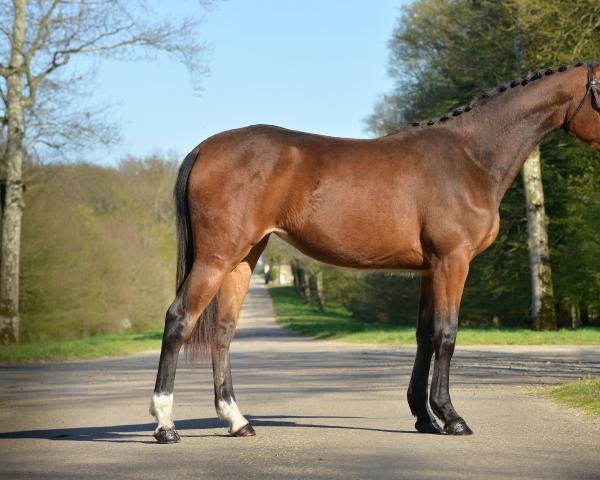 broodmare Jungle de Hus (Selle Français, 2019, from Cornet Obolensky)