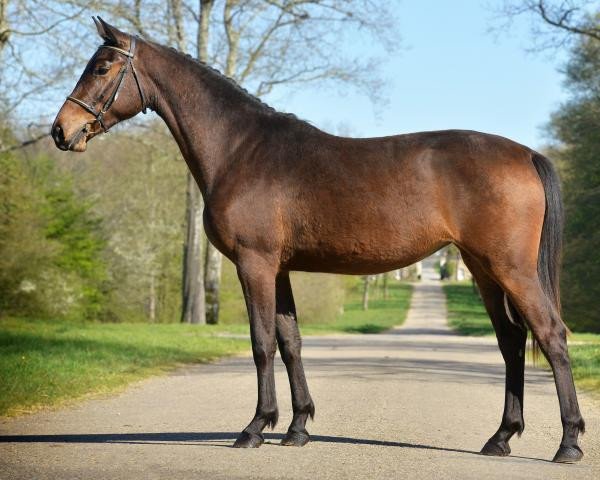 broodmare Vendee de Hus Z (Zangersheide riding horse, 2019, from Verdi)