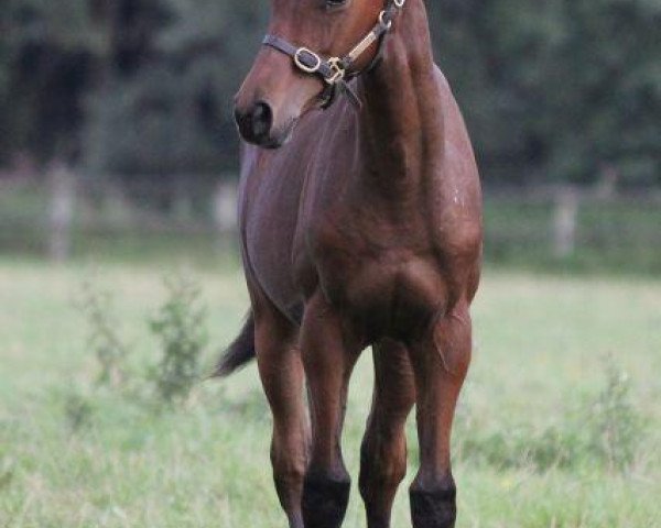 Pferd Leo El Toro xx (Englisches Vollblut, 2010, von Paolini xx)