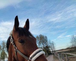 Horse Erasmus (Trakehner, 2014, from Easton)