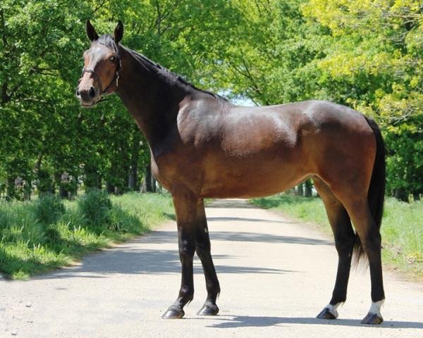 Pferd Vancouver de Hus Z (Zangersheide Reitpferd, 2016, von Vagabond de la Pomme)