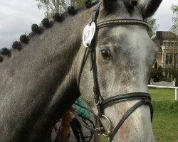 jumper Classic Royal (Hanoverian, 2010, from Calido I)